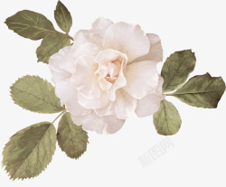 白玫瑰高清照片免抠素材素材
