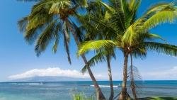 夏威夷棕榈树背景