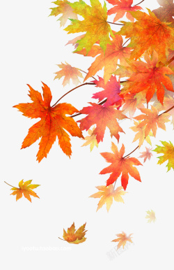 美丽秋天秋天的美丽枫叶高清图片