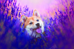 狗子薰衣草从中的小旺柴高清图片