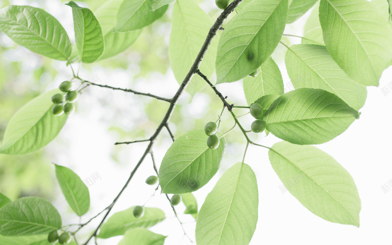 护眼绿叶果实jpg设计背景_88icon https://88icon.com 护眼 绿叶 果实 清新