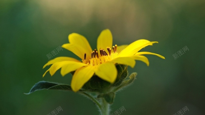 黄色向日葵花蕾背景