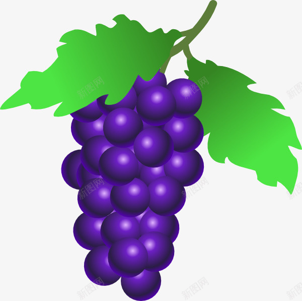 一串带叶子的葡萄png免抠素材_88icon https://88icon.com 水果 食材 美味 葡萄