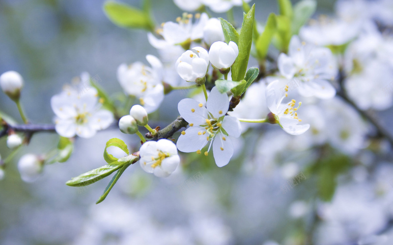 特写白色冬樱花jpg设计背景_88icon https://88icon.com 微距 白色 冬樱花 梨花