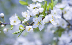 冬樱花特写白色冬樱花高清图片