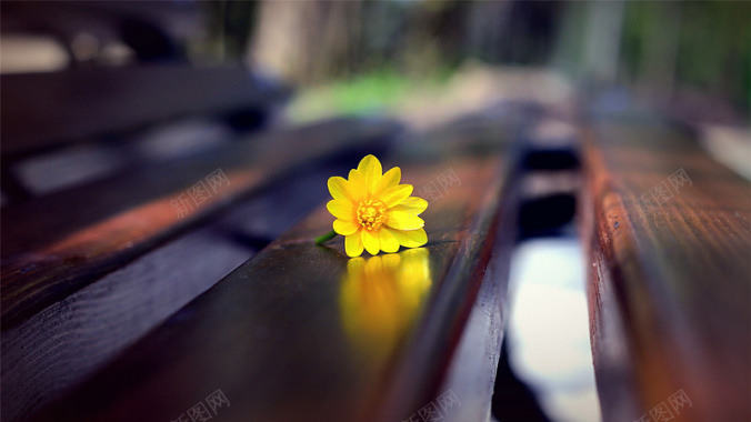 长椅上的黄色雏菊背景