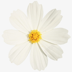 雏菊鲜花白色花朵雏菊高清图片