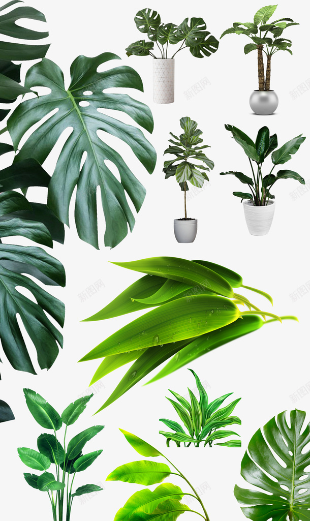 盆栽北欧植物居家装饰绿植龟背竹psd免抠素材_88icon https://88icon.com 北欧植物 叶 居家装饰绿植 盆栽png 透明素材植物 龟背叶 龟背竹