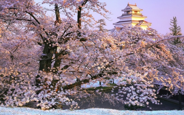 会津若松樱花背景