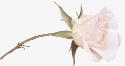 白玫瑰高清照片免抠素材01素材