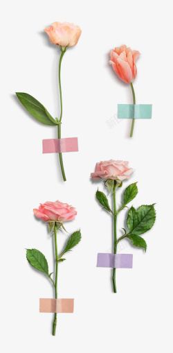 情人节图片1玫瑰情人节小清新玫瑰粉色1高清图片