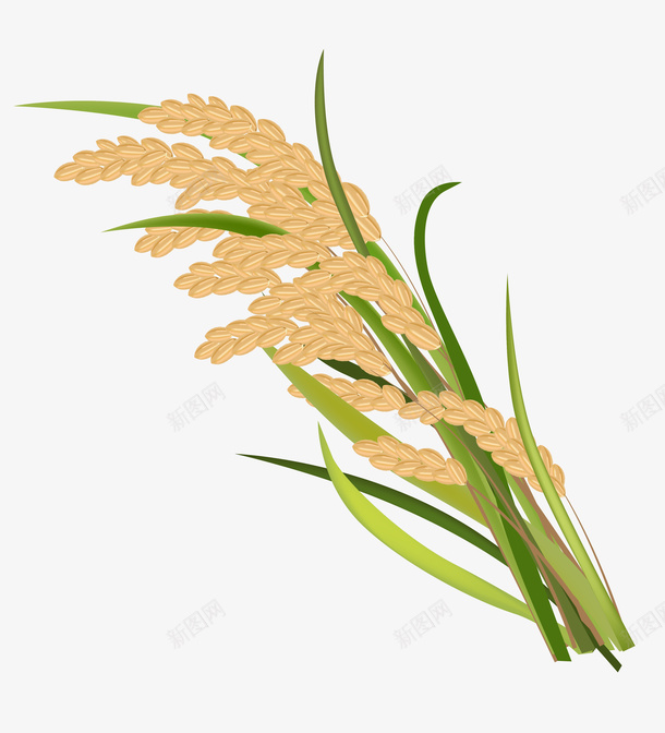 丰收的水稻稻穗png免抠素材_88icon https://88icon.com 主粮 水稻 稻穗 丰收