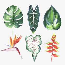 手绘水彩植物叶子小清新素材