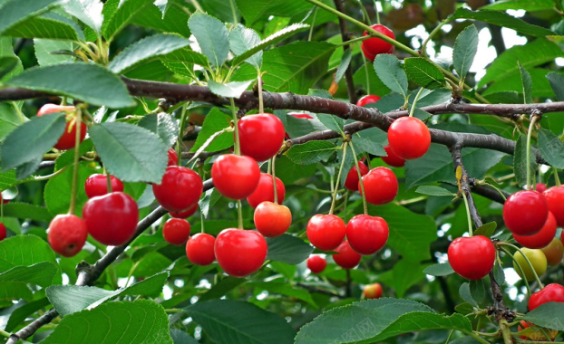 红色樱桃成熟果实背景