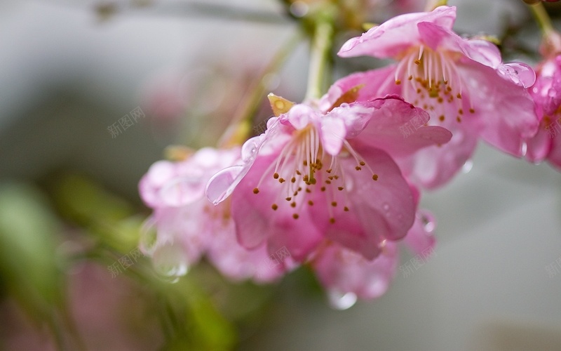 春天的花朵粉红色的樱花jpg设计背景_88icon https://88icon.com 春天的花朵 粉红色 樱花 水滴