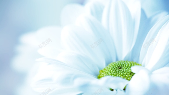 微距白色绿蕊雏菊背景
