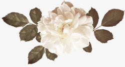 白玫瑰高清照片免抠素材素材