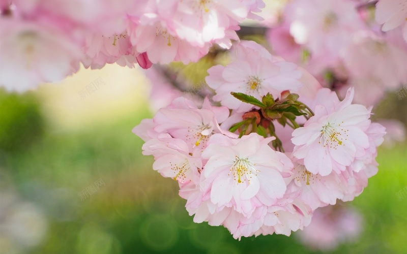 美丽的樱花绽放春天的花朵jpg设计背景_88icon https://88icon.com 美丽 樱花 绽放 春天的花朵