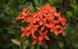 红色龙船龙船花红色的花朵高清图片