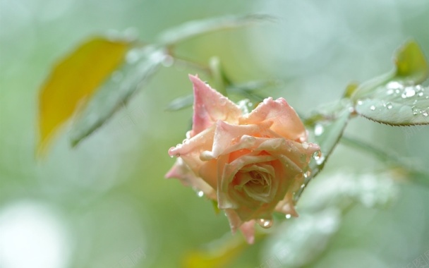 绿叶水滴玫瑰背景