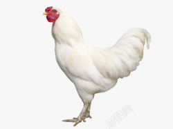 鸡子鸡动物白色鸡子公鸡高清图片