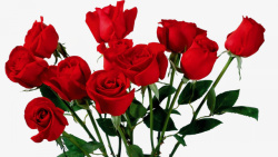 红色月季花节日氛围情人节玫瑰花高清图片