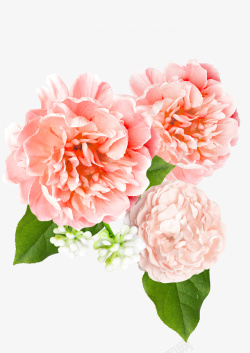 玫瑰情人节小清新粉色玫瑰素材