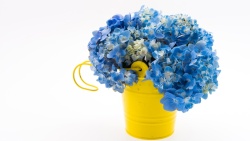 黄色桶蓝色的绣球花花束高清图片