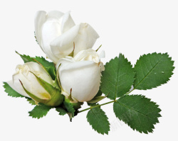 白玫瑰实物免抠素材素材