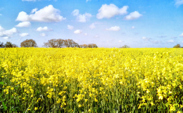 高清图素菜花背景