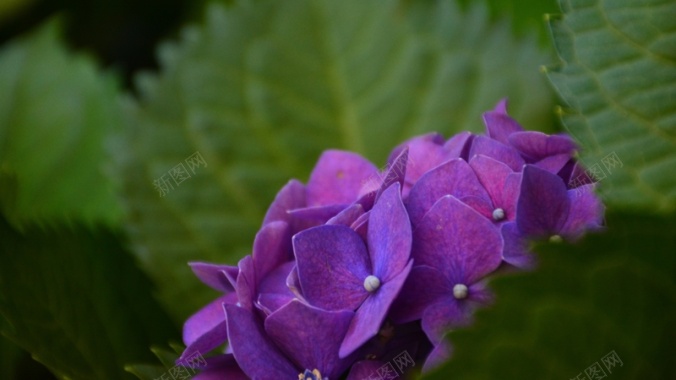紫色绣球花花瓣背景