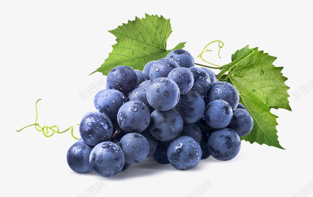 美味好吃的葡萄png免抠素材_88icon https://88icon.com 紫色 水果 葡萄 好吃