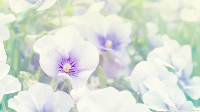 白紫色三色堇背景