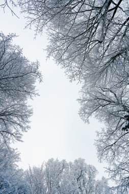 冬季霜雪满枝头背景