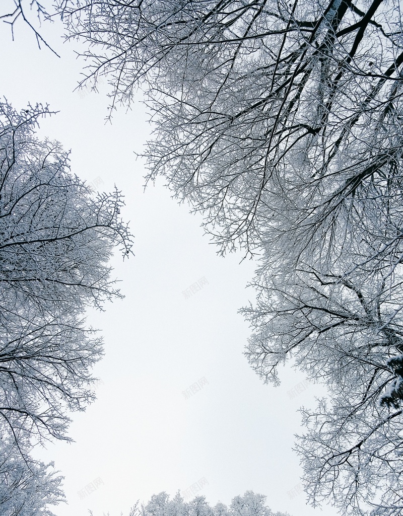 冬季霜雪满枝头jpg设计背景_88icon https://88icon.com 雪 树 白天 背景