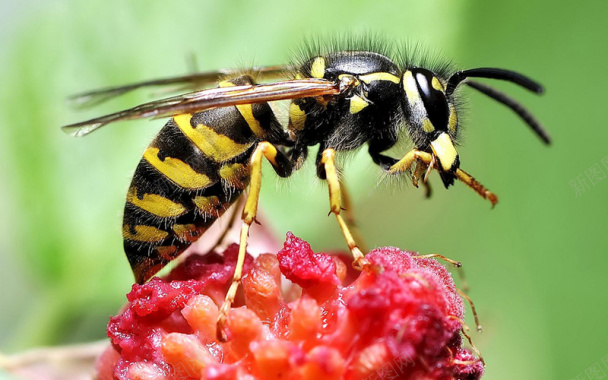 高清图素蜜蜂背景