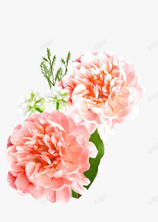 玫瑰情人节小清新粉色玫瑰png免抠素材_88icon https://88icon.com 玫瑰 情人节 小清新 粉色玫瑰