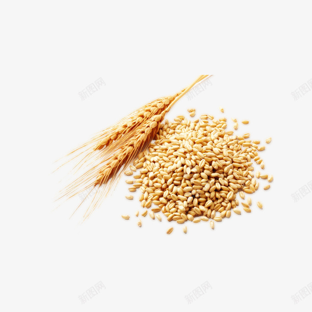 高清金色小麦PNGpng免抠素材_88icon https://88icon.com 小麦 麦片元素 粮食 食物 金色