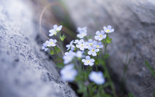 石缝中的蓝色小野花背景