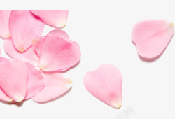 粉色PNG玫瑰花花瓣素材