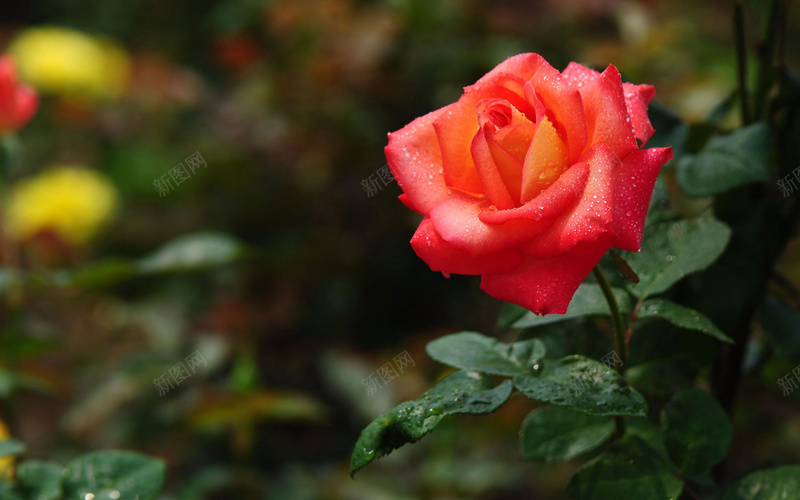 高清图素玫瑰花jpg设计背景_88icon https://88icon.com 拍摄 高清 高质量 自然