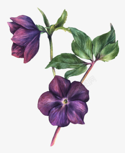 盛开的紫色花朵植物元素素材