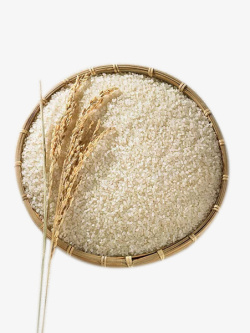 水稻大米小麦农产品素材