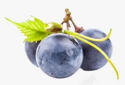 紫色葡萄大颗粒紫色葡萄高清图片