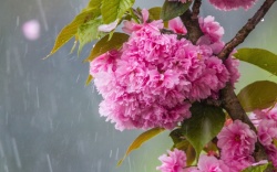 雨落粉红色的樱花开花雨高清图片