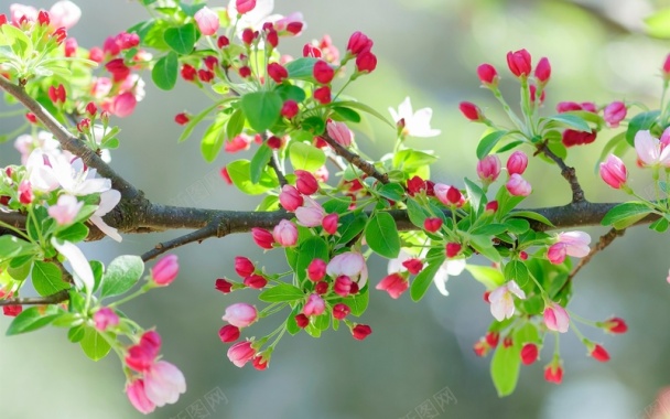 粉红色的樱花的花树枝背景