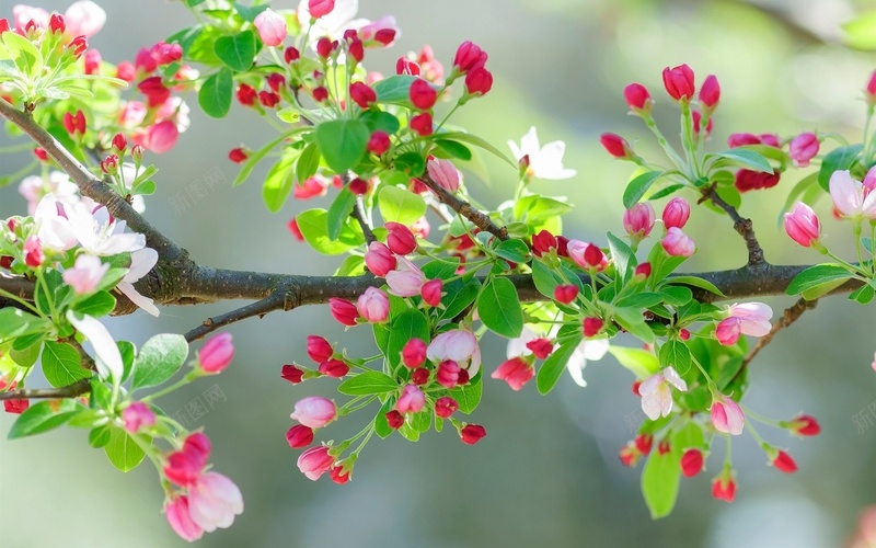 粉红色的樱花的花树枝jpg设计背景_88icon https://88icon.com 粉红色 樱花 树枝 春天