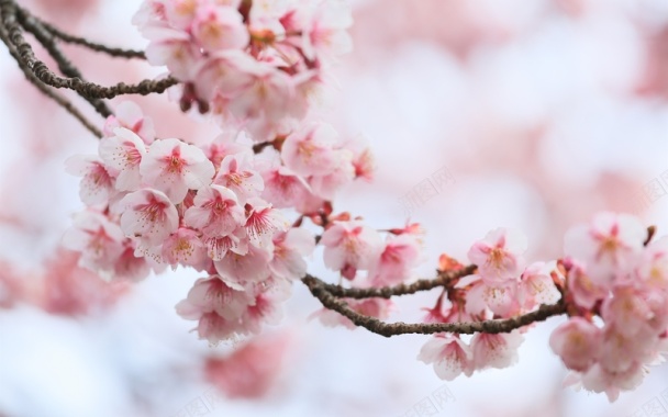 粉红色的樱花鲜花春天绽放背景