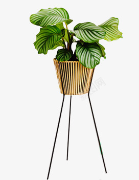 盆栽 植物 绿色叶子 透明  免扣PNGPNS素材png免抠素材_88icon https://88icon.com 盆栽 植物 绿色 叶子 透明 免扣 素材