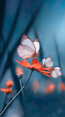 蝴蝶素材可用背景背景